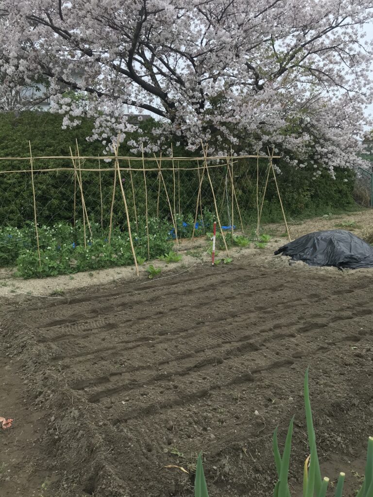 バスマティライス