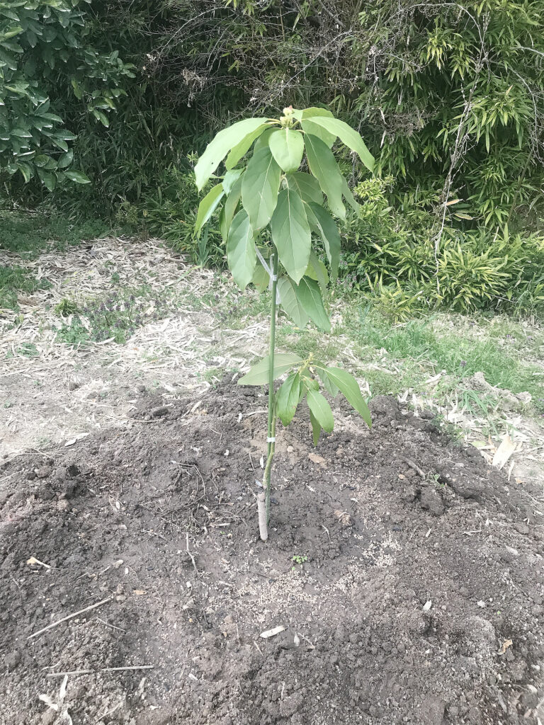 アボカドの定植