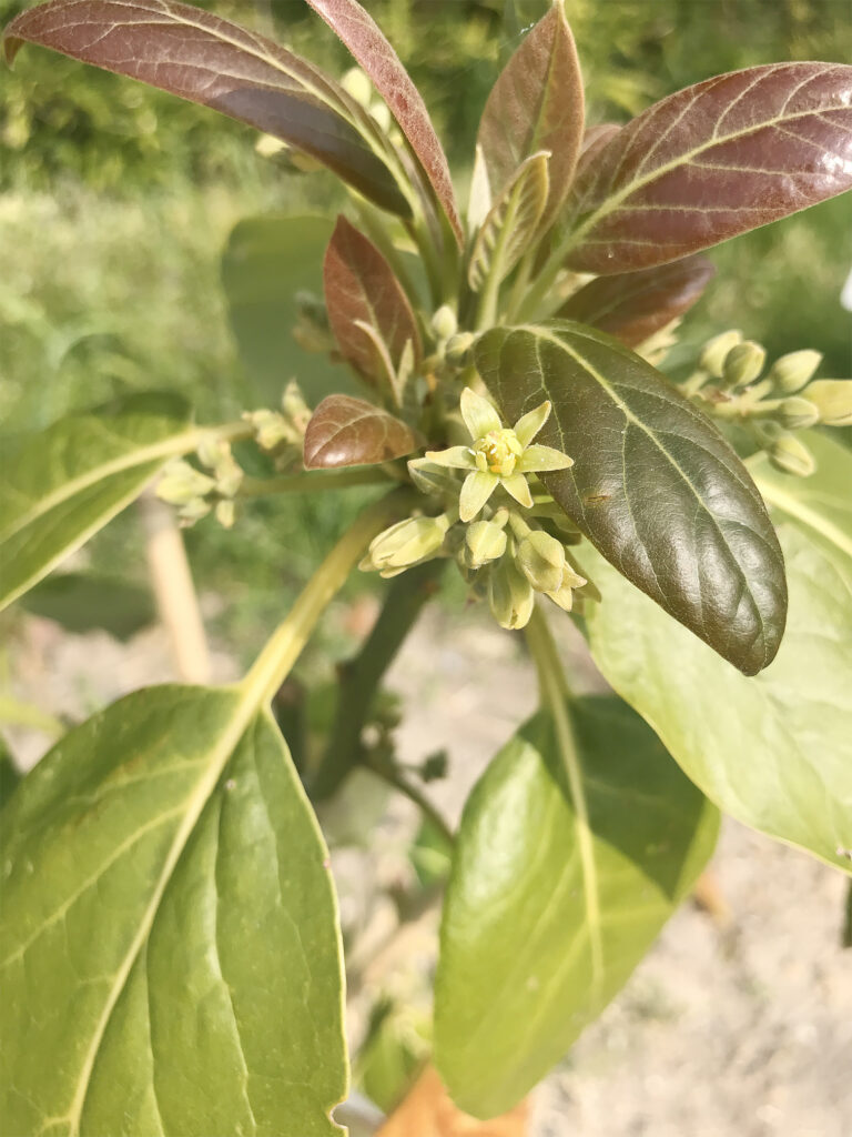 アボカドの花